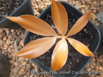 Zamia splendens