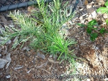 Macrozamia stenomera