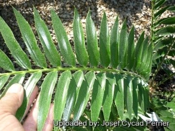 Encephalartos transvenosus