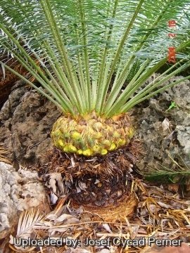 Cycas clivicola