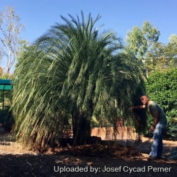 Macrozamia moorei