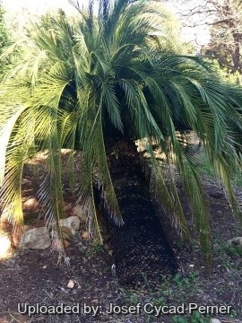Macrozamia moorei