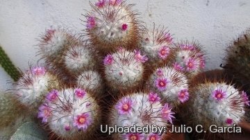 Mammillaria bombycina