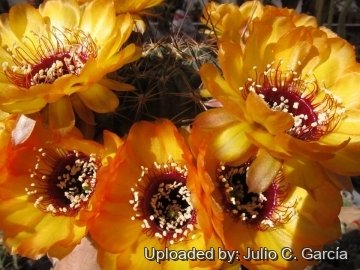 Lobivia jajoiana var. aurata