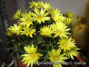 Mammillaria longimamma