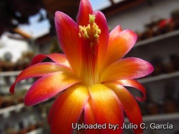 Matucana aurantiaca subs. polzii