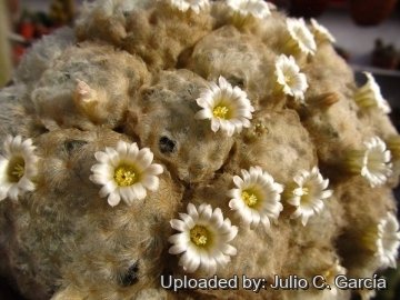 Mammillaria plumosa