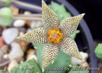 Piaranthus geminatus var. foetidus