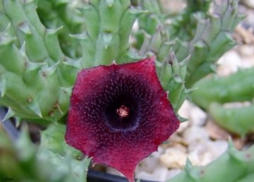 Huernia transmutata