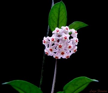 Hoya carnosa
