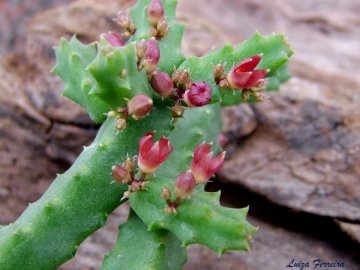 Stapeliopsis saxatilis subs. stayneri