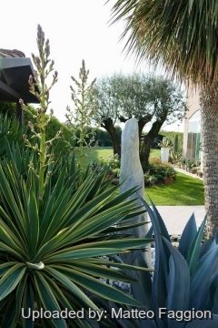 Yucca gloriosa cv. Aureovariegata