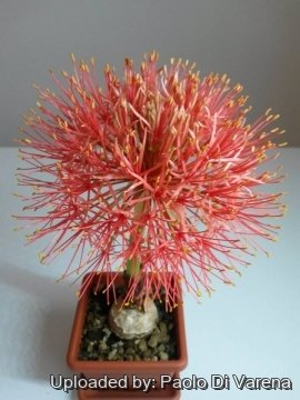 Scadoxus multiflorus