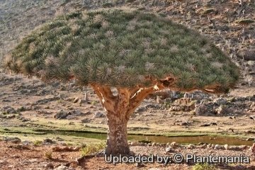 Dracaena cinnabari