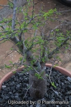 Operculicarya hyphaenoides