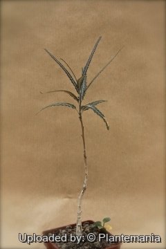 Boswellia elongata