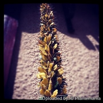 Alluaudia ascendens f. variegata