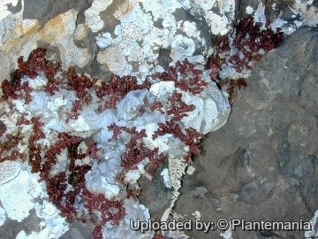 Boswellia nana