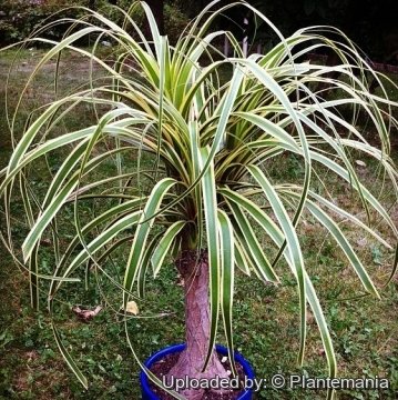 Beaucarnea recurvata f. variegata