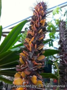 Alluaudia ascendens f. variegata