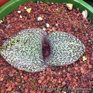 Massonia jasminiflora