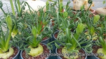 Albuca spiralis