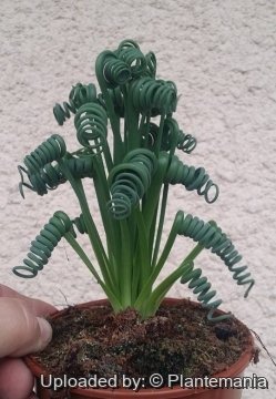 Albuca spiralis
