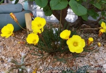 Oxalis flava