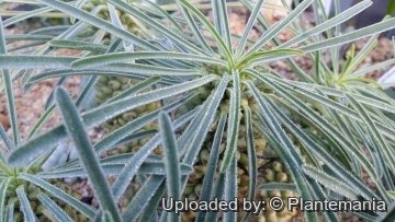 Euphorbia pubiglans