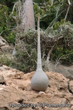 Adenium obesum subs. socotranum