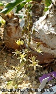 Ornithogalum adseptentrionesvergentulum