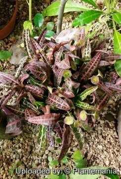 Euphorbia francoisii