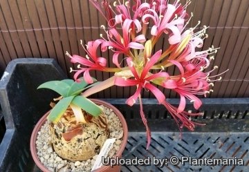 Ammocharis coranica