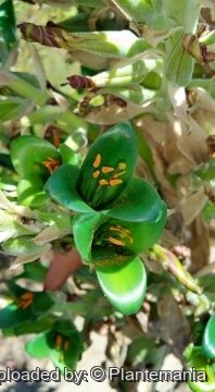 Puya х berteroniana