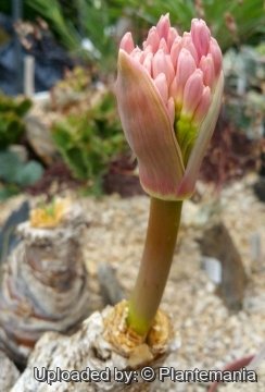 Boophone disticha