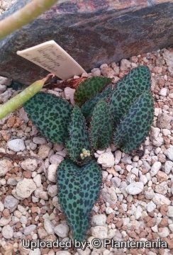 Drimiopsis atropurpurea