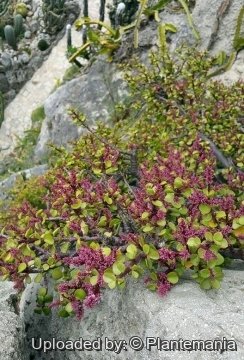Portulacaria afra