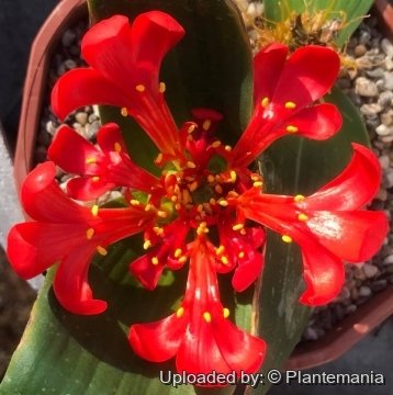 Daubenya aurea var. coccinea