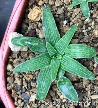 Bulbine haworthioides