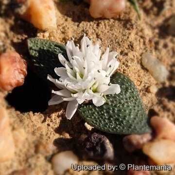 Massonia pygmaea