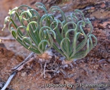 Albuca spiralis