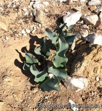 Haemanthus namaquensis