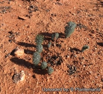 Eriospermum paradoxum