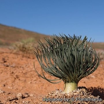 Gethyllis grandiflora
