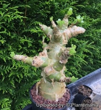 Tylecodon paniculatus