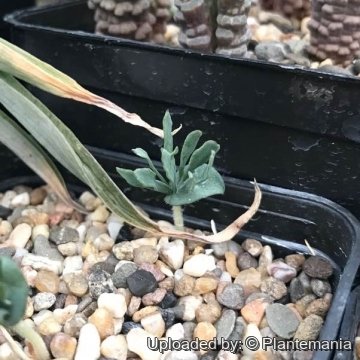 Eriospermum alcicorne