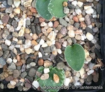 Eriospermum appendiculatum