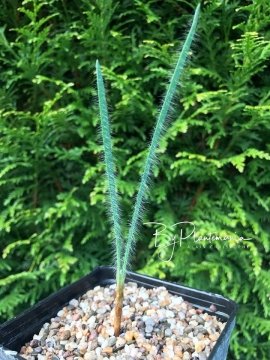 Gethyllis gregoriana