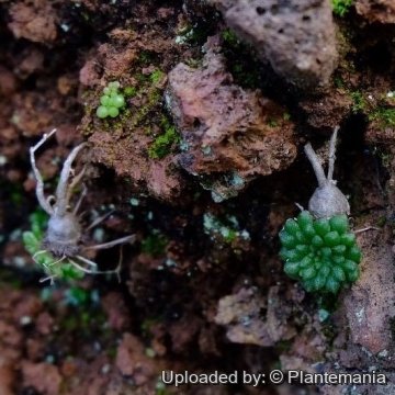 Monanthes brachycaulos