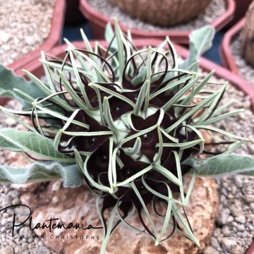 Brachystelma barberiae